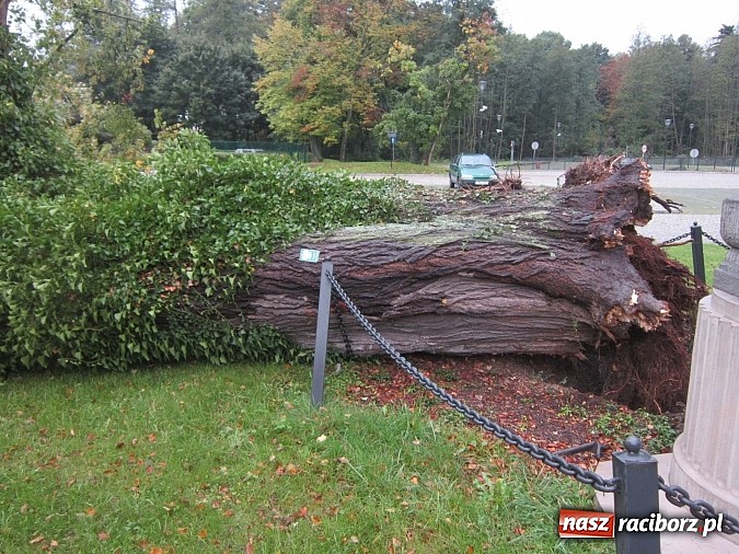 Zdjęcie w galerii na portalu naszraciborz.pl: Wichura powaliła starą lipę przy opactwie. Nepomucen miał szczęście wiadomości z regionu