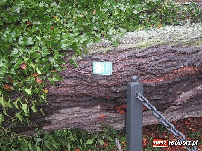 Zdjęcie w galerii na portalu naszraciborz.pl: Wichura powaliła starą lipę przy opactwie. Nepomucen miał szczęście wiadomości z regionu
