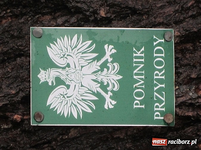 Zdjęcie w galerii na portalu naszraciborz.pl: Wichura powaliła starą lipę przy opactwie. Nepomucen miał szczęście wiadomości z regionu