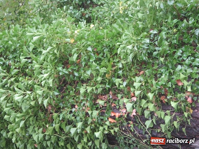 Zdjęcie w galerii na portalu naszraciborz.pl: Wichura powaliła starą lipę przy opactwie. Nepomucen miał szczęście wiadomości z regionu