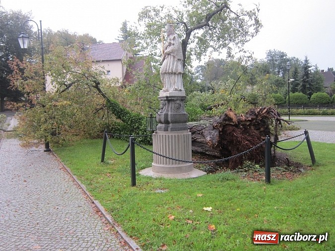 Zdjęcie w galerii na portalu naszraciborz.pl: Wichura powaliła starą lipę przy opactwie. Nepomucen miał szczęście wiadomości z regionu