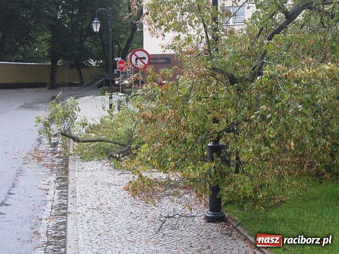 Zdjęcie w galerii na portalu naszraciborz.pl: Wichura powaliła starą lipę przy opactwie. Nepomucen miał szczęście wiadomości z regionu