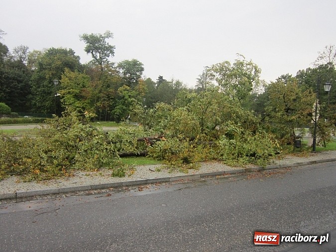 Zdjęcie w galerii na portalu naszraciborz.pl: Wichura powaliła starą lipę przy opactwie. Nepomucen miał szczęście wiadomości z regionu