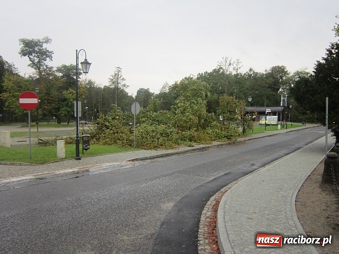 Zdjęcie w galerii na portalu naszraciborz.pl: Wichura powaliła starą lipę przy opactwie. Nepomucen miał szczęście wiadomości z regionu