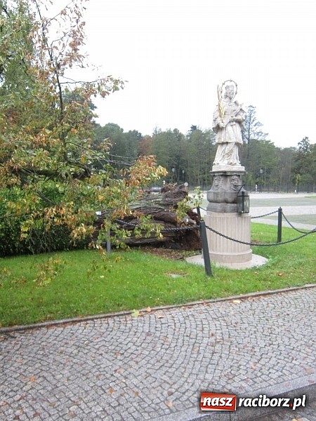 Zdjęcie w galerii na portalu naszraciborz.pl: Wichura powaliła starą lipę przy opactwie. Nepomucen miał szczęście wiadomości z regionu