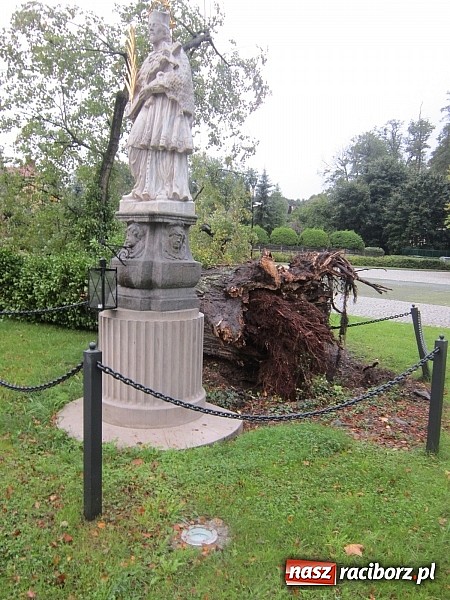 Zdjęcie w galerii na portalu naszraciborz.pl: Wichura powaliła starą lipę przy opactwie. Nepomucen miał szczęście wiadomości z regionu