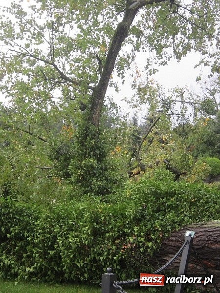 Zdjęcie w galerii na portalu naszraciborz.pl: Wichura powaliła starą lipę przy opactwie. Nepomucen miał szczęście wiadomości z regionu