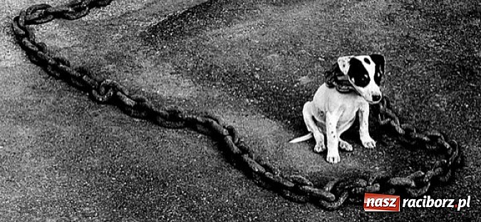 Zdjęcie w galerii na portalu naszraciborz.pl: Akcja Zerwijmy Łańcuchy! wiadomości z regionu