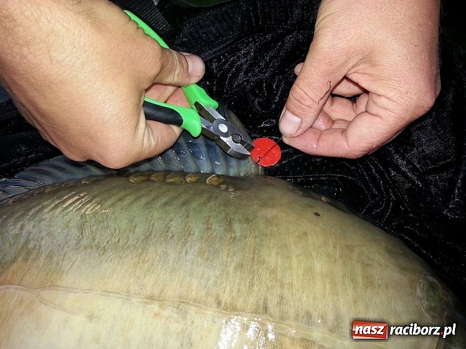 Zdjęcie w galerii na portalu naszraciborz.pl: Pięć dni wędkarskich zmagań na Babiczoku w gminie Nędza wiadomości z regionu