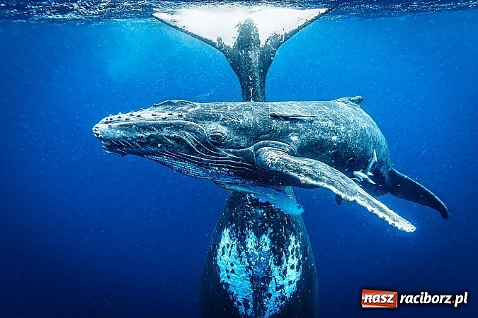 Zdjęcie w galerii na portalu naszraciborz.pl: Obrazy, które uczyniły ze świata obiekt sam w sobie wiadomości z regionu