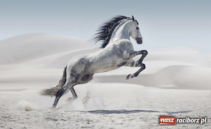 Zdjęcie w galerii na portalu naszraciborz.pl: Obrazy, które uczyniły ze świata obiekt sam w sobie wiadomości z regionu