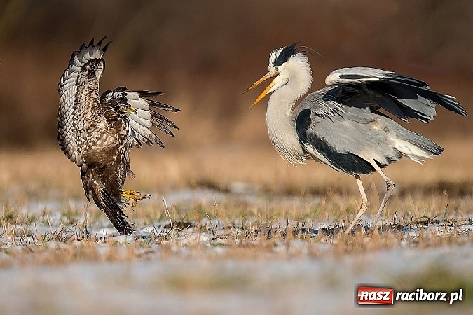 Zdjęcie w galerii na portalu naszraciborz.pl: Obrazy, które uczyniły ze świata obiekt sam w sobie wiadomości z regionu