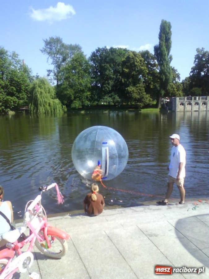 Zdjęcie w galerii na portalu naszraciborz.pl: Acqua ball już w Raciborzu wiadomości z regionu