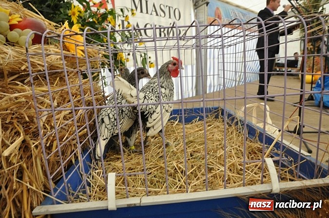 Zdjęcie w galerii na portalu naszraciborz.pl: Brzezie to potęga! Huczne dożynki miejskie 2014. Wspaniały korowód wiadomości z regionu