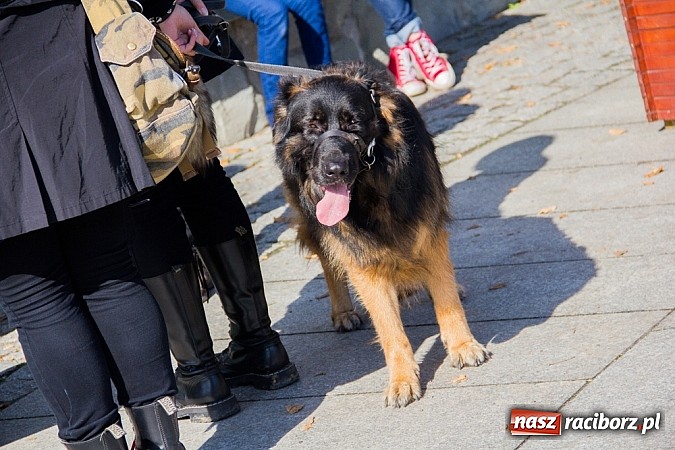 Zdjęcie w galerii na portalu naszraciborz.pl: Zerwijmy Łańcuchy w Parku Roth wiadomości z regionu