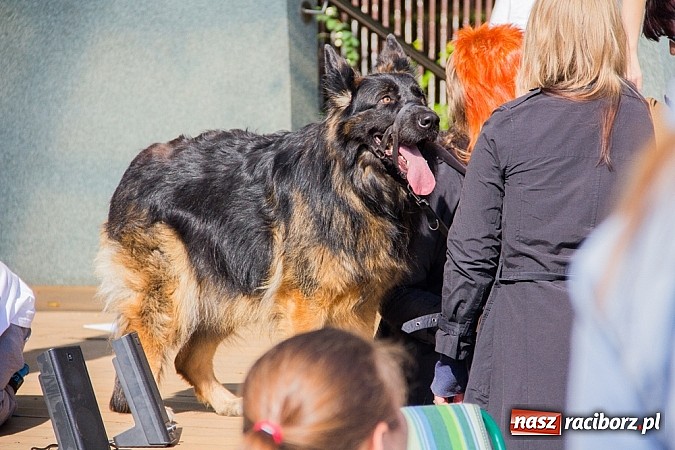 Zdjęcie w galerii na portalu naszraciborz.pl: Zerwijmy Łańcuchy w Parku Roth wiadomości z regionu