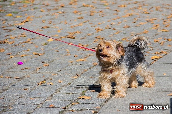 Zdjęcie w galerii na portalu naszraciborz.pl: Zerwijmy Łańcuchy w Parku Roth wiadomości z regionu