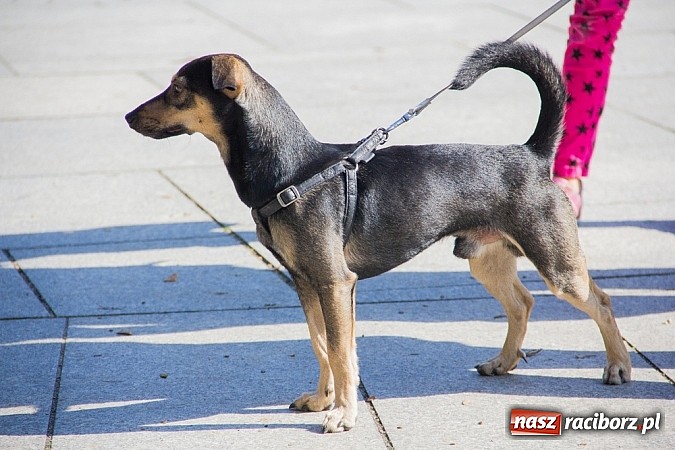 Zdjęcie w galerii na portalu naszraciborz.pl: Zerwijmy Łańcuchy w Parku Roth wiadomości z regionu