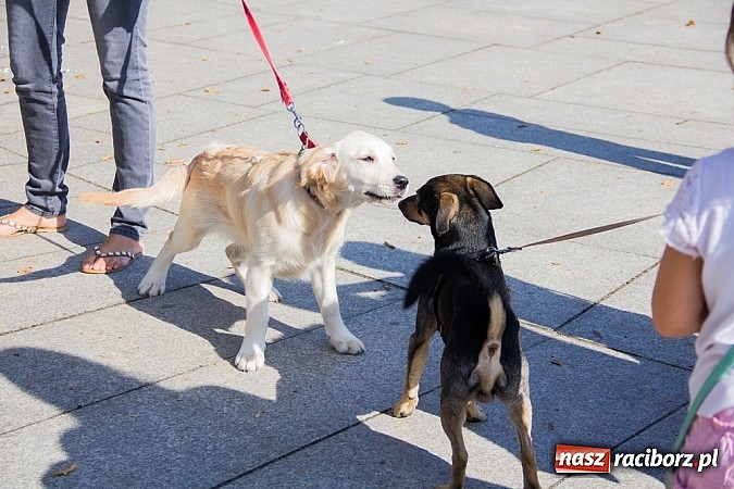 Zdjęcie w galerii na portalu naszraciborz.pl: Zerwijmy Łańcuchy w Parku Roth wiadomości z regionu