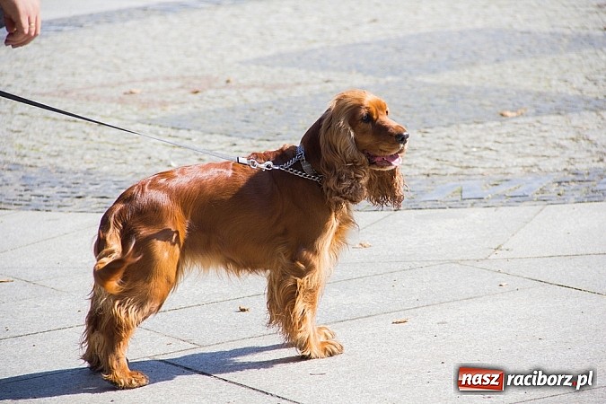 Zdjęcie w galerii na portalu naszraciborz.pl: Zerwijmy Łańcuchy w Parku Roth wiadomości z regionu