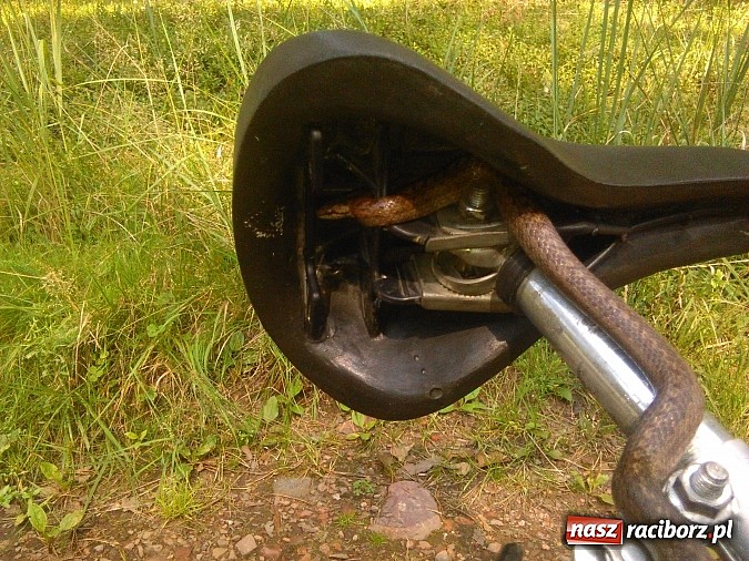 Zdjęcie w galerii na portalu naszraciborz.pl: Zobacz z czym można wrócić do domu z grzybobrania w podraciborskich lasach wiadomości z regionu