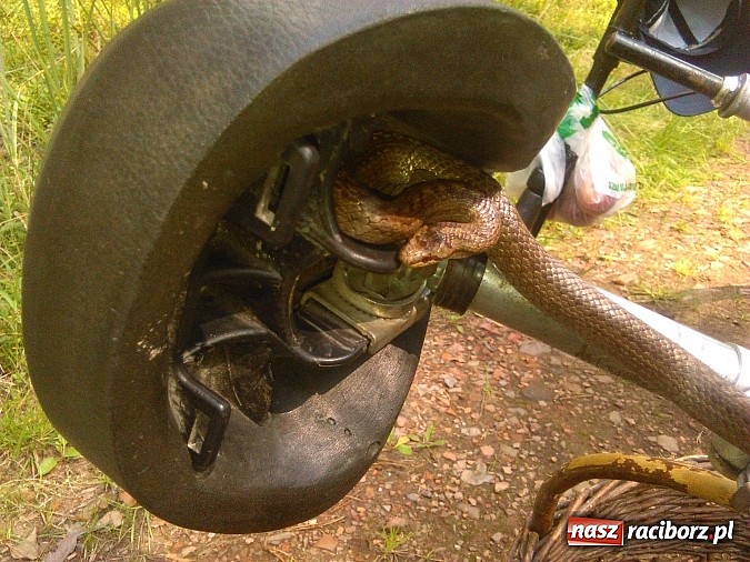 Zdjęcie w galerii na portalu naszraciborz.pl: Zobacz z czym można wrócić do domu z grzybobrania w podraciborskich lasach wiadomości z regionu