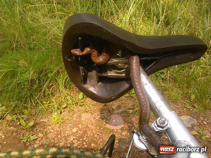 Zdjęcie w galerii na portalu naszraciborz.pl: Zobacz z czym można wrócić do domu z grzybobrania w podraciborskich lasach wiadomości z regionu