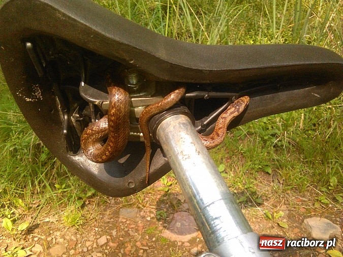 Zdjęcie w galerii na portalu naszraciborz.pl: Zobacz z czym można wrócić do domu z grzybobrania w podraciborskich lasach wiadomości z regionu