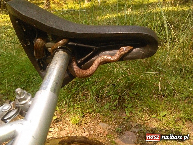 Zdjęcie w galerii na portalu naszraciborz.pl: Zobacz z czym można wrócić do domu z grzybobrania w podraciborskich lasach wiadomości z regionu