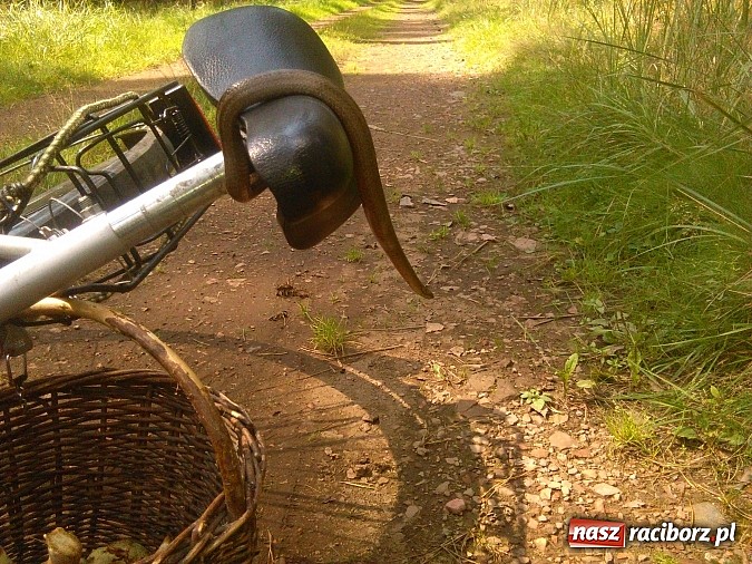 Zdjęcie w galerii na portalu naszraciborz.pl: Zobacz z czym można wrócić do domu z grzybobrania w podraciborskich lasach wiadomości z regionu