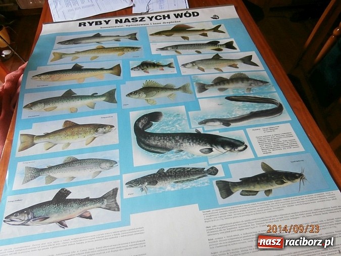 Zdjęcie w galerii na portalu naszraciborz.pl: O rybach i wędkarstwie na zajęciach w Wojnowicach wiadomości z regionu