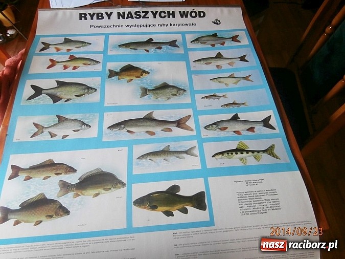 Zdjęcie w galerii na portalu naszraciborz.pl: O rybach i wędkarstwie na zajęciach w Wojnowicach wiadomości z regionu