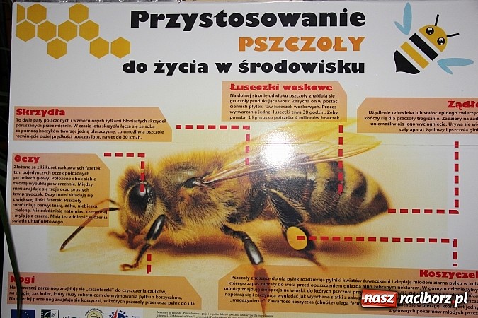 Zdjęcie w galerii na portalu naszraciborz.pl: Koło Pszczelarzy Gminy Krzyżanowice ma już 60 lat! Wielki jubileusz świętowano w Tworkowie wiadomości z regionu