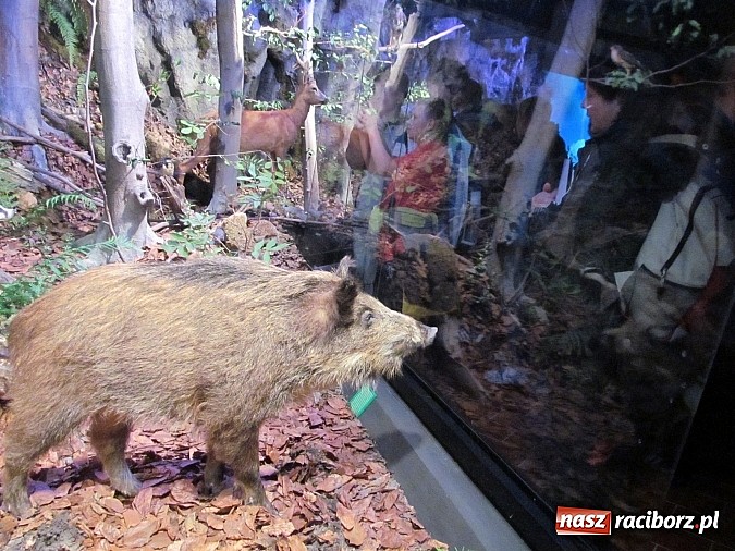 Zdjęcie w galerii na portalu naszraciborz.pl: Poszukiwacze ścieżek i skarbów jesieni z G5 w Ojcowskim Parku Narodowym wiadomości z regionu