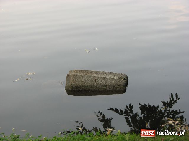Zdjęcie w galerii na portalu naszraciborz.pl: Wandale najechali na park Roth wiadomości z regionu