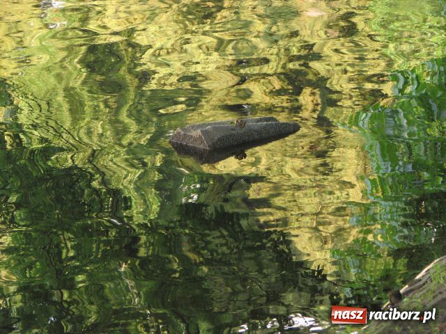 Zdjęcie w galerii na portalu naszraciborz.pl: Wandale najechali na park Roth wiadomości z regionu