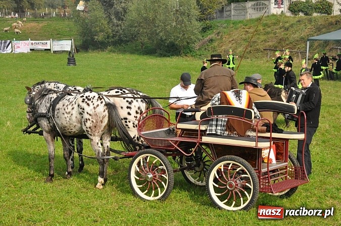 Zdjęcie w galerii na portalu naszraciborz.pl: Raciborski Hubertus 2014. Przy Huzarskiej na Ostrogu spotkali się miłośnicy koni wiadomości z regionu