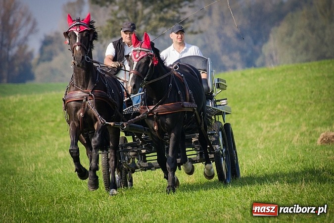 Zdjęcie w galerii na portalu naszraciborz.pl: Raciborski Hubertus 2014. Przy Huzarskiej na Ostrogu spotkali się miłośnicy koni wiadomości z regionu