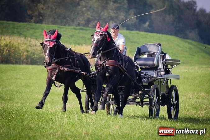 Zdjęcie w galerii na portalu naszraciborz.pl: Raciborski Hubertus 2014. Przy Huzarskiej na Ostrogu spotkali się miłośnicy koni wiadomości z regionu