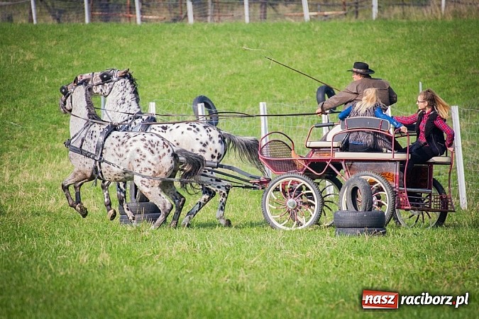 Zdjęcie w galerii na portalu naszraciborz.pl: Raciborski Hubertus 2014. Przy Huzarskiej na Ostrogu spotkali się miłośnicy koni wiadomości z regionu