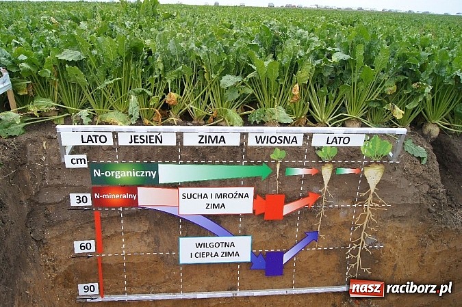 Zdjęcie w galerii na portalu naszraciborz.pl: Beet Europe – unikat na skalę światową wiadomości z regionu