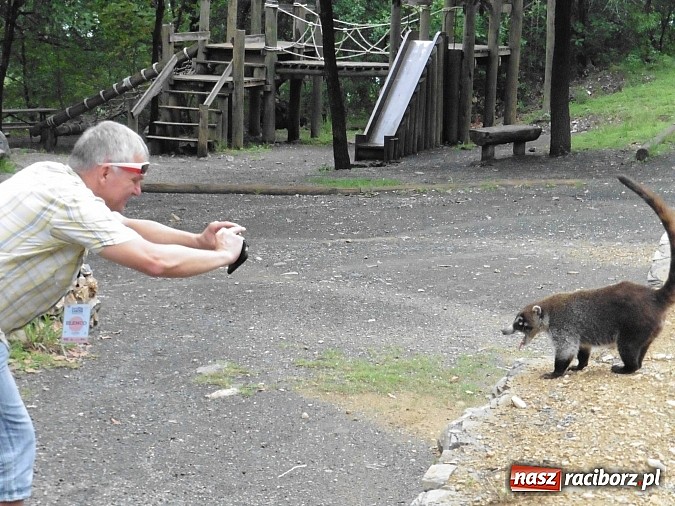 Zdjęcie w galerii na portalu naszraciborz.pl: Zesp&oacute;ł Raciborzanie koncertował w Meksyku wiadomości z regionu