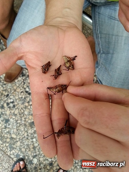 Zdjęcie w galerii na portalu naszraciborz.pl: Zesp&oacute;ł Raciborzanie koncertował w Meksyku wiadomości z regionu