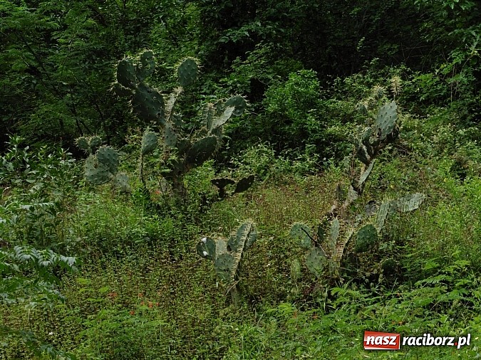 Zdjęcie w galerii na portalu naszraciborz.pl: Zesp&oacute;ł Raciborzanie koncertował w Meksyku wiadomości z regionu