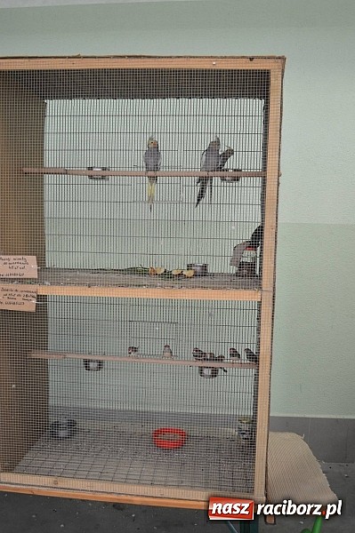 Zdjęcie w galerii na portalu naszraciborz.pl: Pietrowice Wielkie zapraszają miłośników drobnego inwentarza wiadomości z regionu