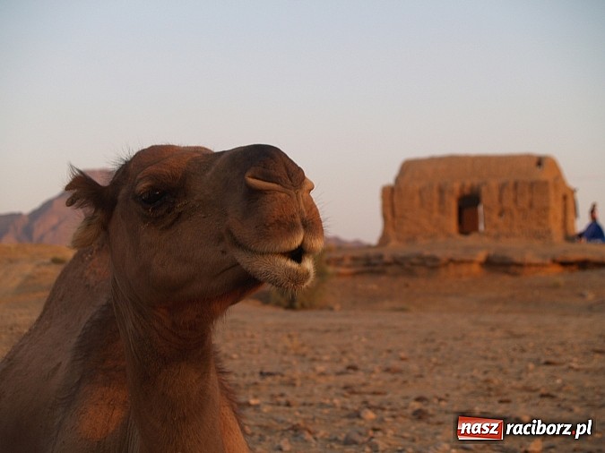 Zdjęcie w galerii na portalu naszraciborz.pl: 9 tys. km w miesiąc, czyli autostopem z Raciborza do Iranu, by oddać hołd bohaterom wiadomości z regionu