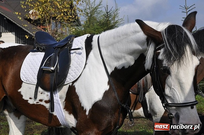 Zdjęcie w galerii na portalu naszraciborz.pl: Święto jeźdźców - hubertus na Budzinie wiadomości z regionu
