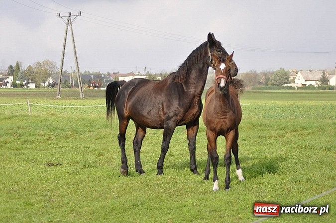 Zdjęcie w galerii na portalu naszraciborz.pl: Święto jeźdźców - hubertus na Budzinie wiadomości z regionu