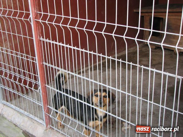 Zdjęcie w galerii na portalu naszraciborz.pl: 80-latkę prześladuje pies wiadomości z regionu