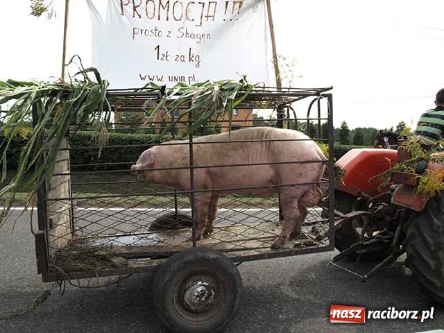 Zdjęcie w galerii na portalu naszraciborz.pl: Dożynkowy zawrót głowy wiadomości z regionu